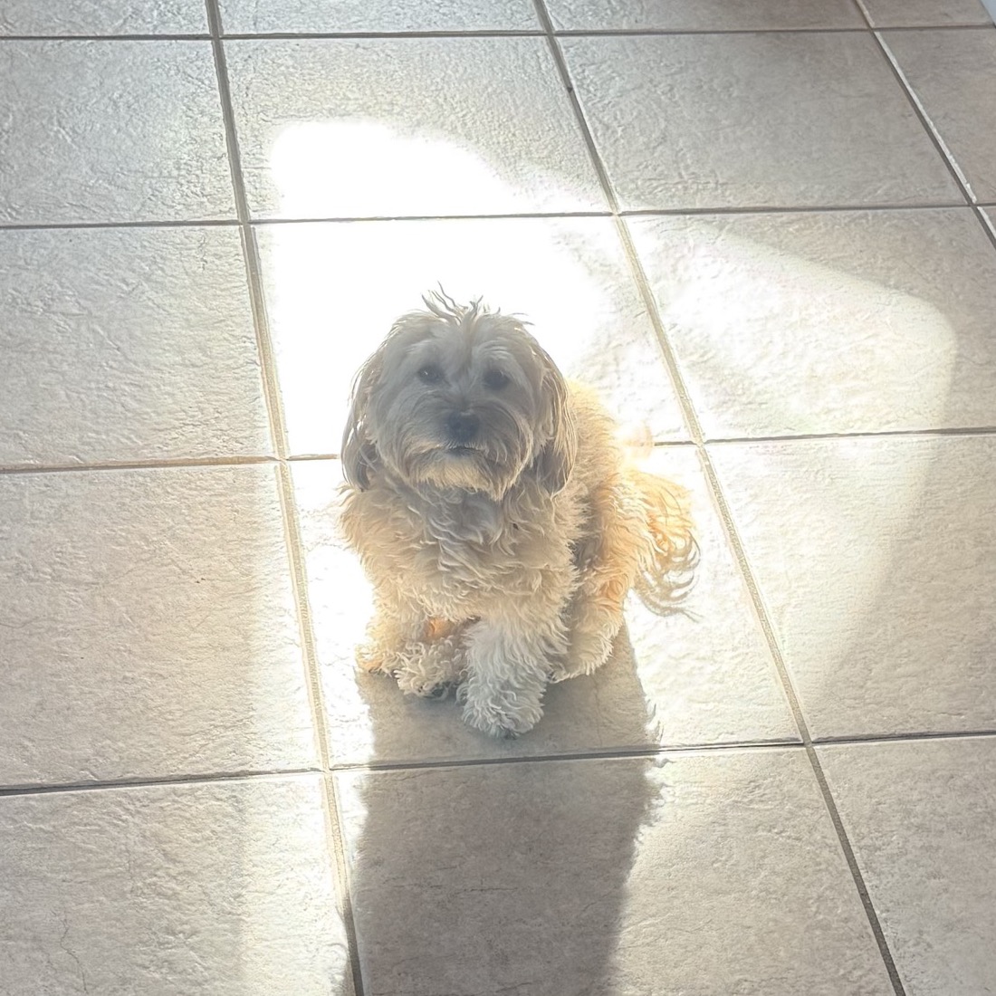 Reese, a small shaggy tan dog, sitting in a patch of sunlight.